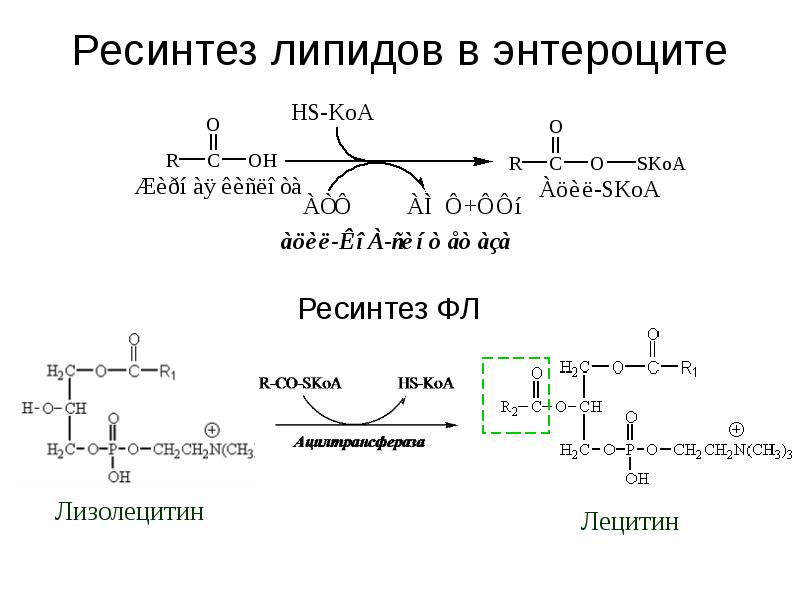 Обмен липидов схема