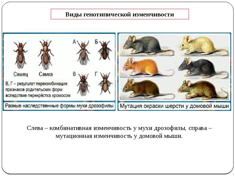 Увеличение изменчивости