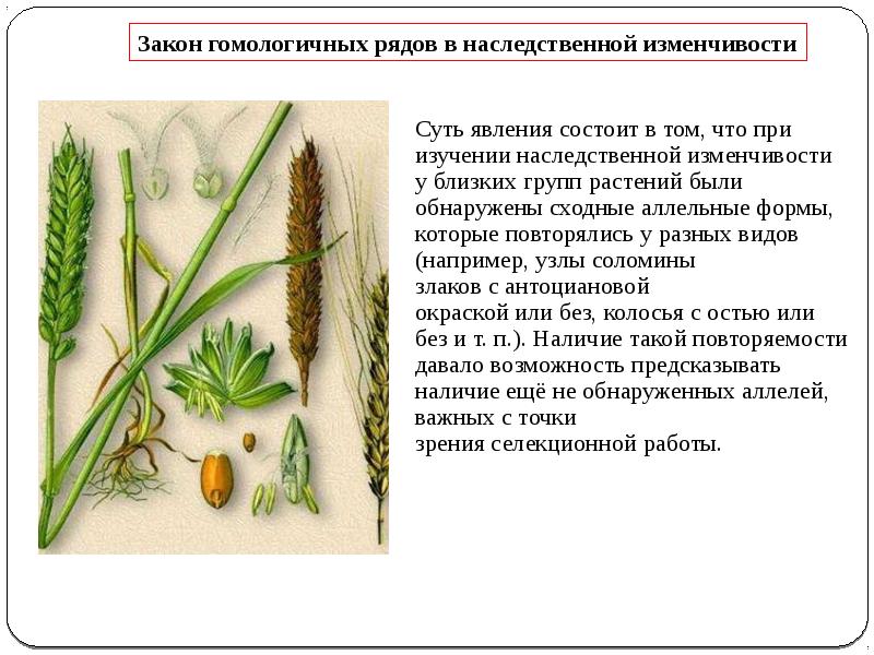 Презентация закон гомологических рядов наследственной изменчивости 10 класс