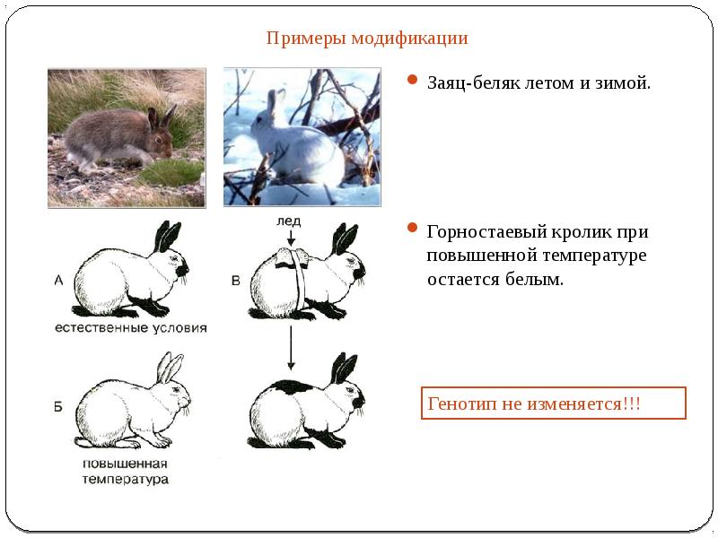 Заяц беляк консумент. Заяц Беляк модификационная изменчивость. Горностаевый кролик изменчивость. Примеры модификаций. Изменение окраски горностаевого кролика.