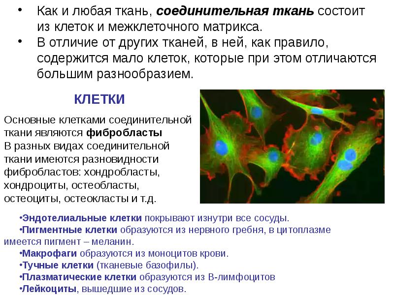 Биохимия соединительной ткани презентация