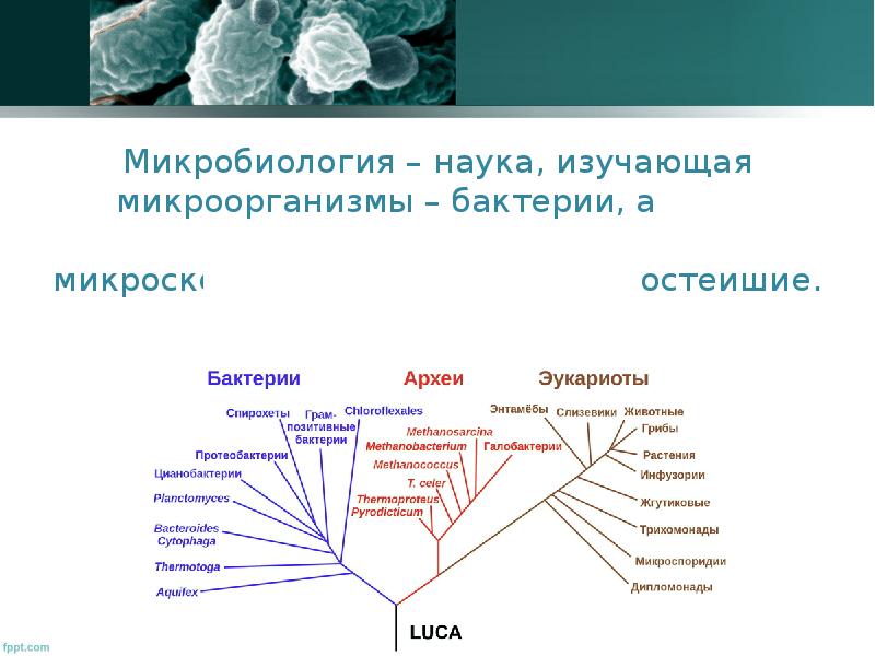 Наука изучающая микроорганизмы называется