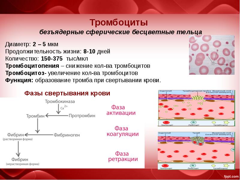 Состав и функции крови презентация