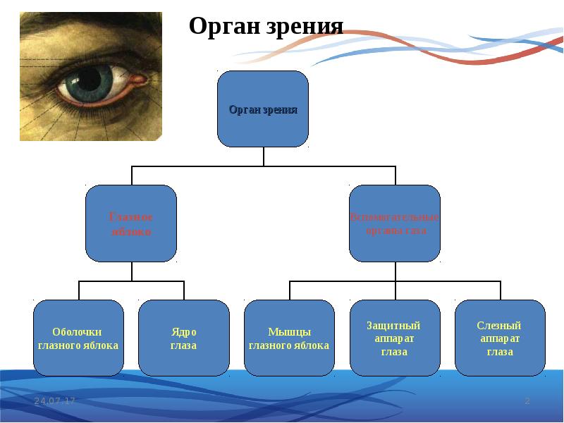 Блок схема строение органа зрения