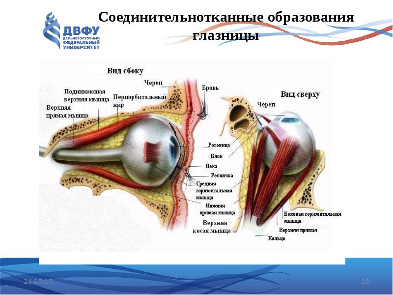 Отделы какого органа чувств изображены на рисунке. Соединительно теанные образования глазницы. Соединительнотканные образования. Формирование глазницы.