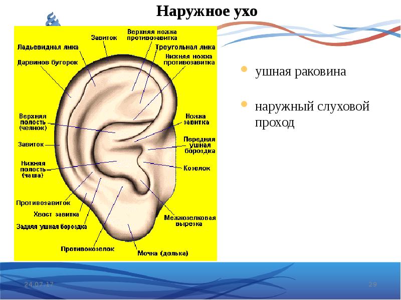 Органы чувств человека 3 класс презентация