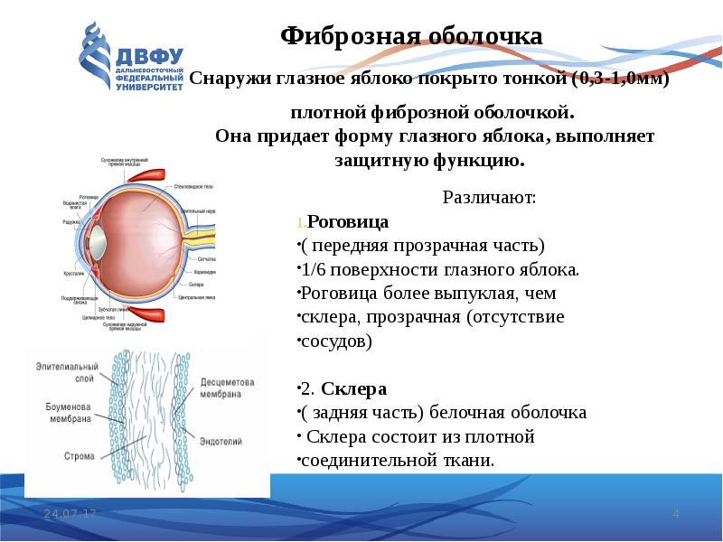 Органы чувств человека 3 класс презентация