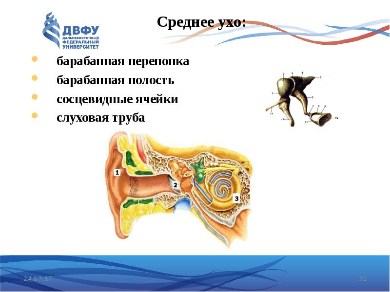 Органы чувств человека 3 класс презентация