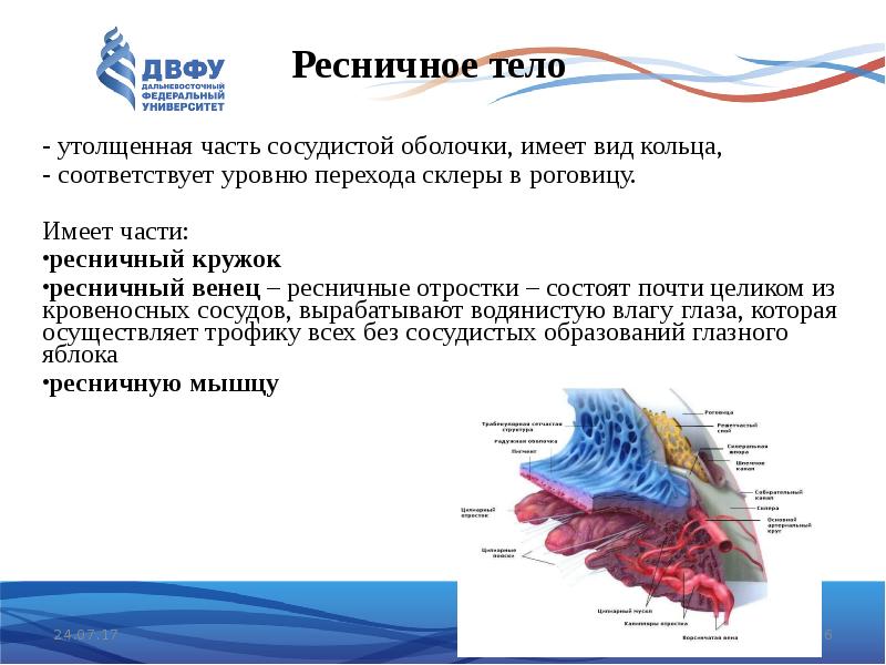 Ресничное тело. Мышцы ресничного тела. Ресничное тело состоит. Перечислите структуры ресничного тела.