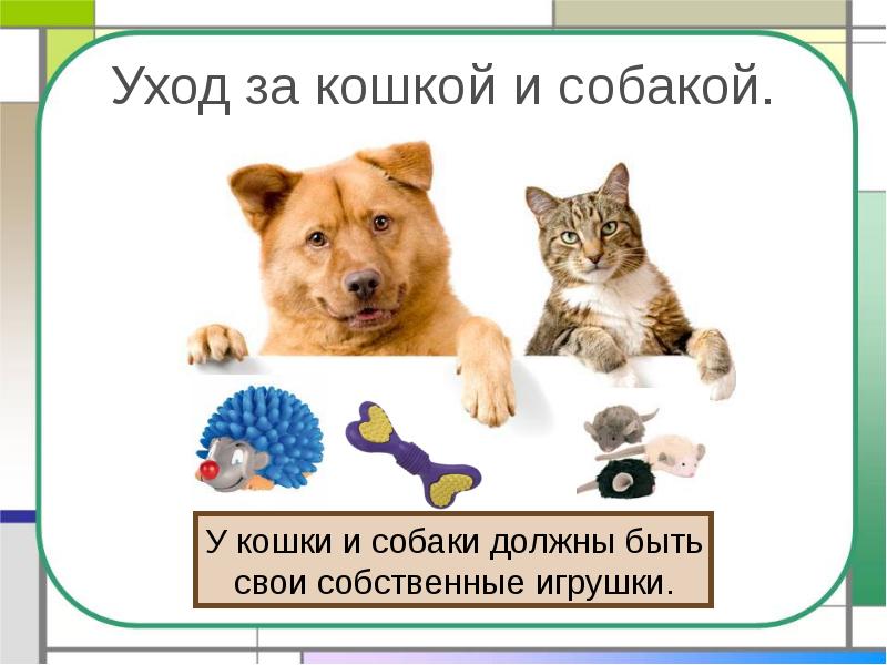 Уход за кошкой и собакой. Уход за кошкой и собакой.