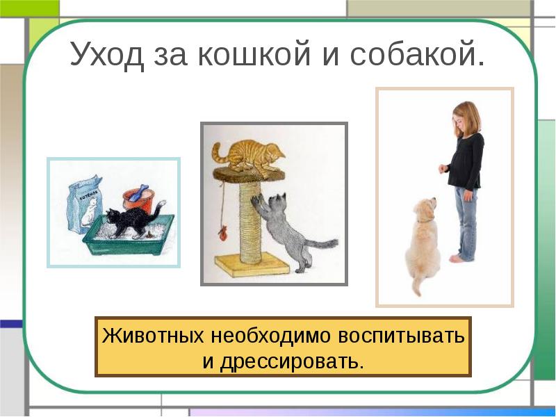 Уход за кошкой и собакой. Уход за кошкой и собакой.