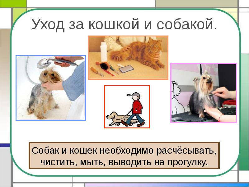 Уход за кошкой и собакой. Уход за кошкой и собакой.
