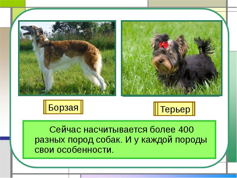 Сейчас насчитывается более 400 разных пород собак. И у каждой породы Сейчас насчитывается более 400 разных пород собак. И у каждой породы