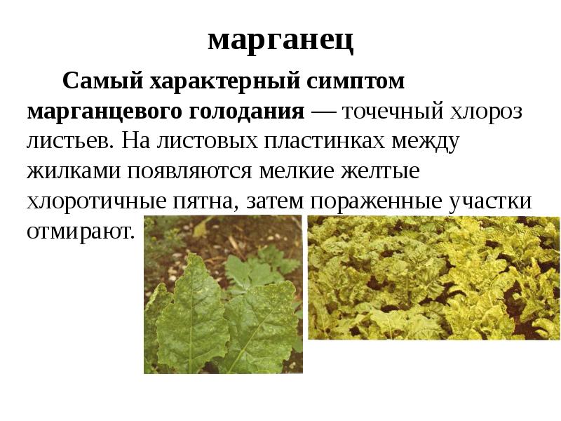 Какие вещества образуются при питании растения в его зеленой кухне