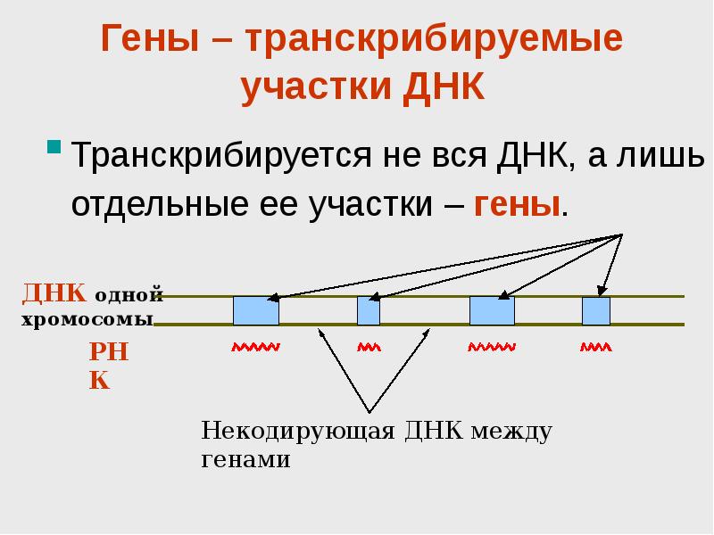 Участок днк. Гены транскрибируемые участки. ДНК. Репликация ДНК. Ген. ДНК транскрибируется это.