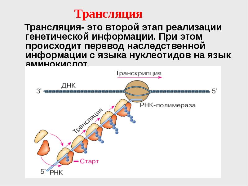 Трансляция картинка биология