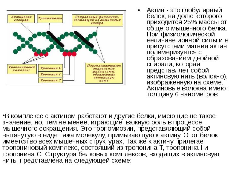 Сократительные белки. Актин глобулярный белок. Тропонин и тропомиозин в механизме мышечного сокращения. Роль ионов кальция в механизме мышечного сокращения. Белки мышечного сокращения.