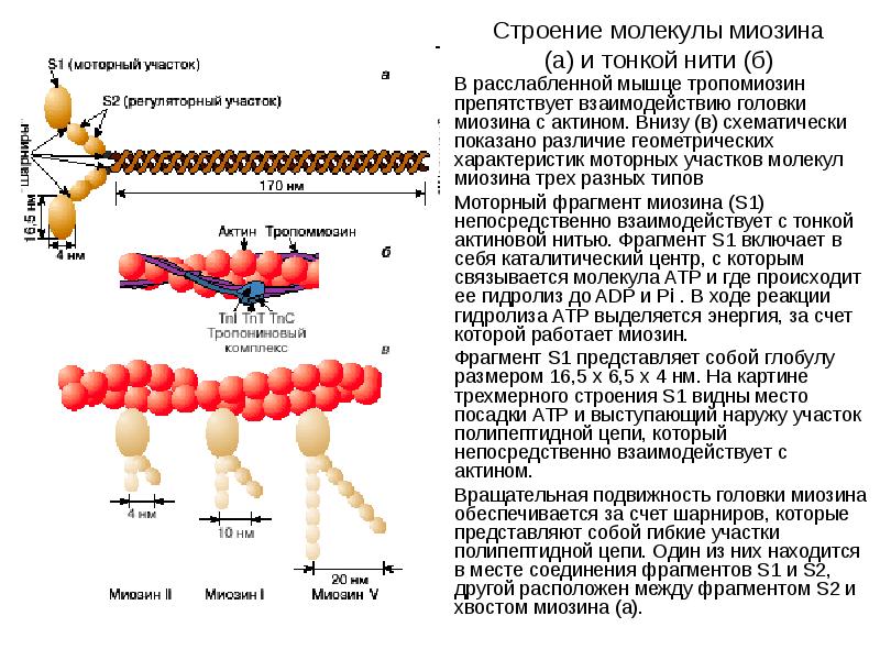 Актин ткань. Миозин структура белка. Структура актина и миозина. Строение миозина физиология. Актин строение и функции.