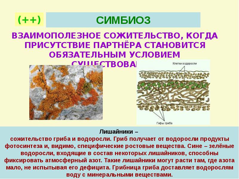 Лишайники функции гриба и водоросли. Лишайники комплексные симбиотические организмы. Симбиотические отношения лишайник. Лишайник с цианобактериями. Мутуализм лишайники.
