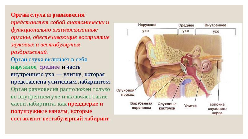 Презентация орган слуха и равновесия анатомия