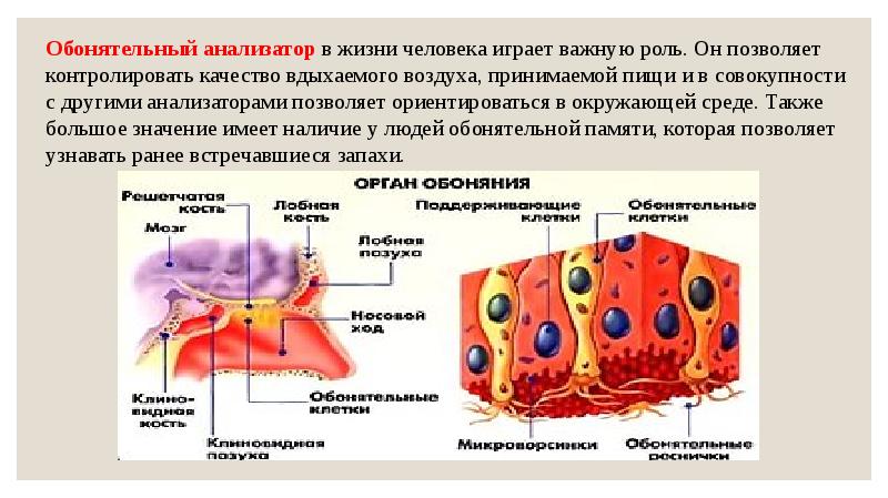 Вкусовая сенсорная система физиология презентация