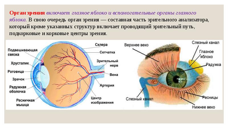 Зрительная система презентация