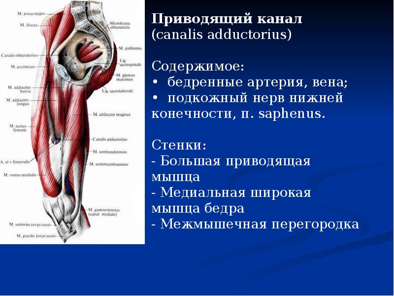 Приводящий канал - Студопедия