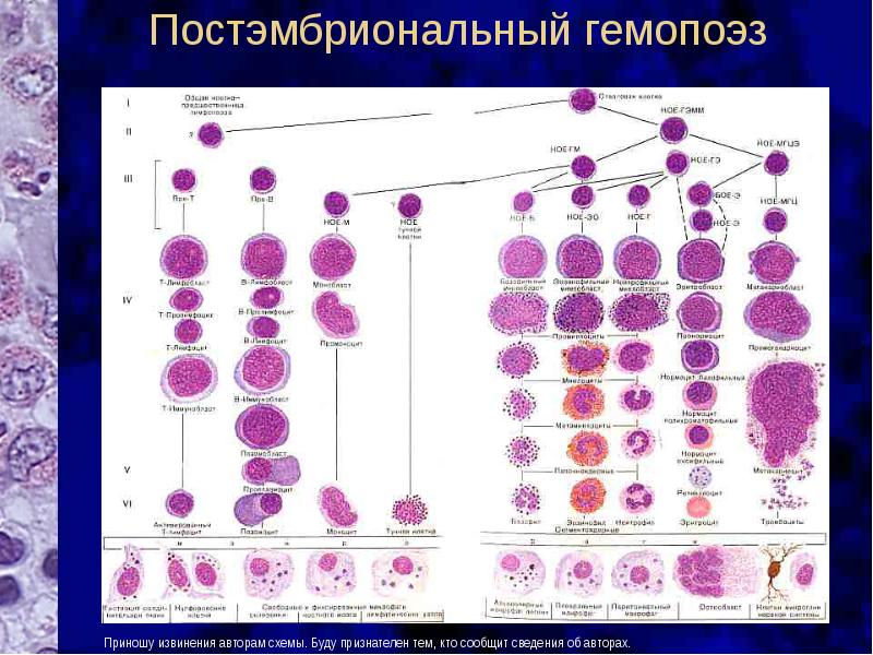 Особенности развития клеточных элементов белой крови схема миело и лимфопоэза