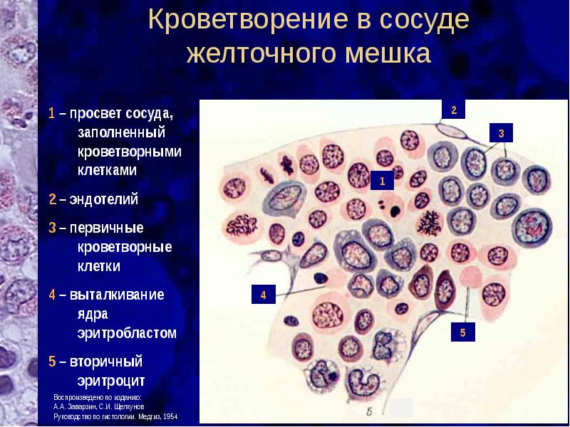 Кроветворную функцию выполняет