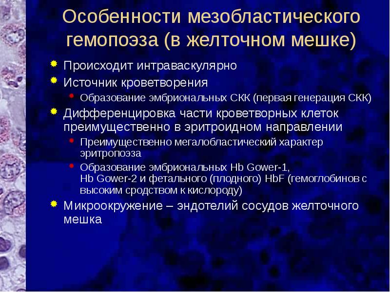 Развитие эритроцитов в стенке желточного мешка происходит