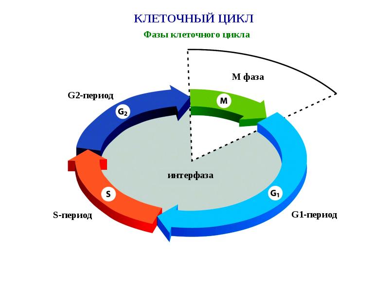 Презентация по теме клеточный цикл