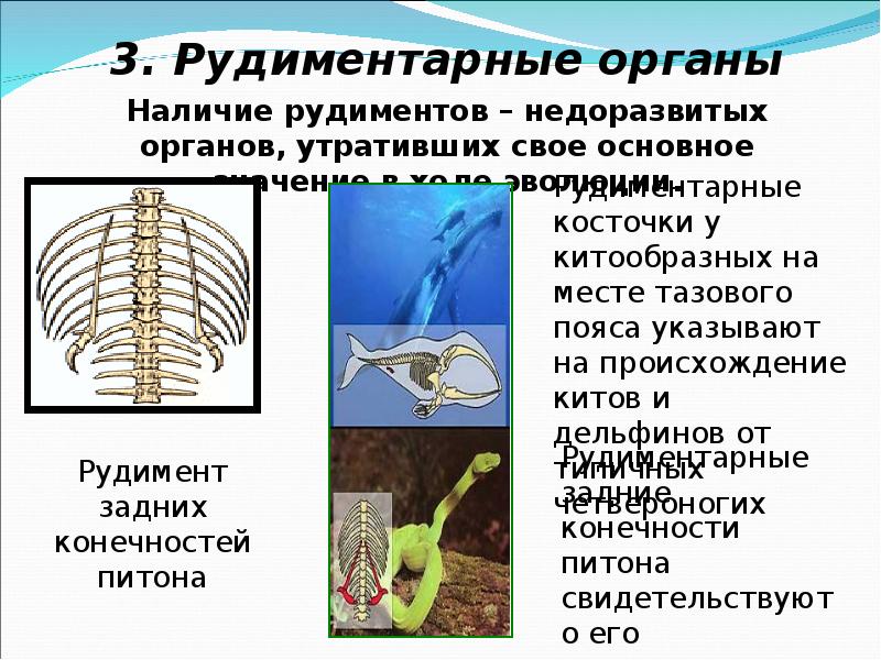 3 примеры рудиментов. Рудиментарные органы животных. Рудиментарные конечности. Рудиментарные органы пример.