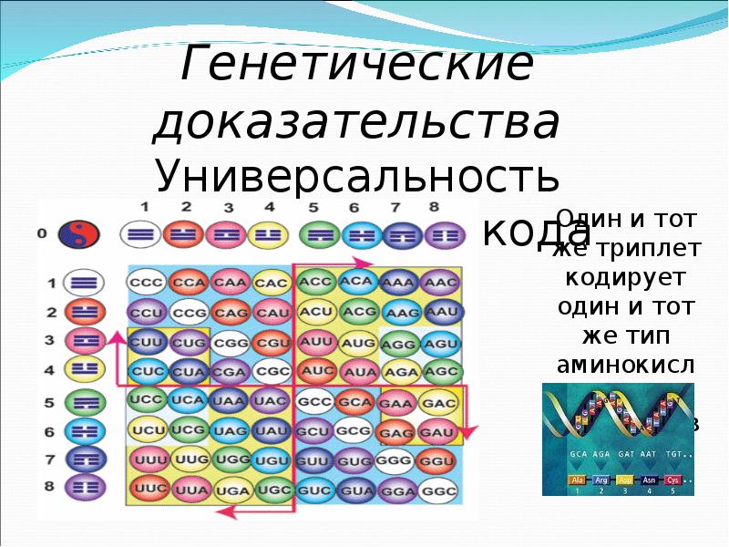 Генетические доказательства. Генетически доказательства эволюции. Генетические доказательства эволюции примеры. Универсальность генетического кода.