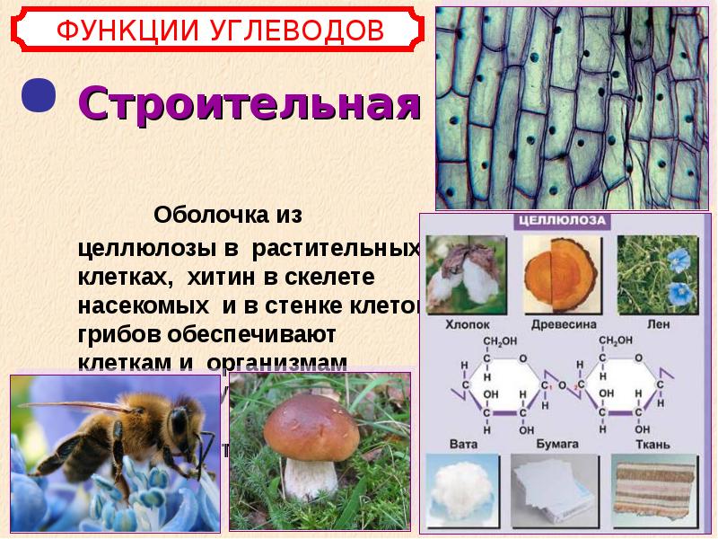 Химический состав клетки углеводы презентация