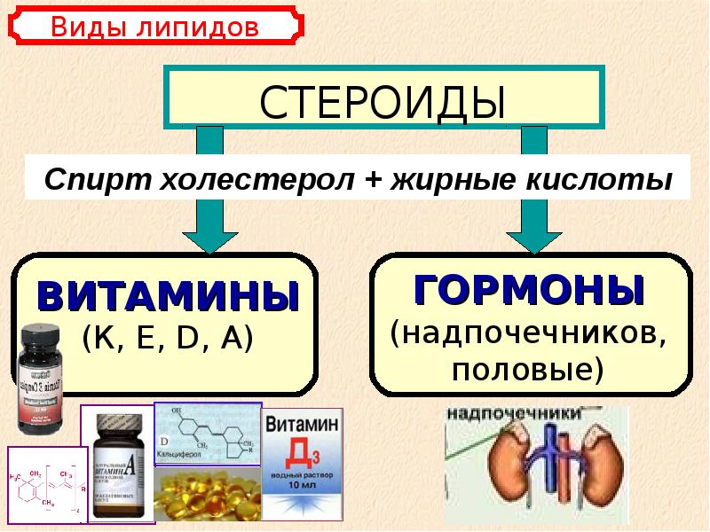 Липиды биохимия презентация