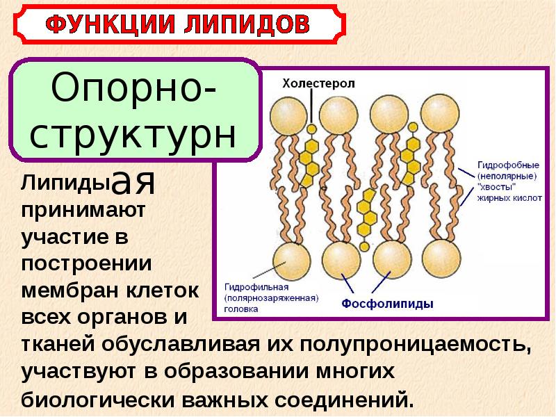 Липиды химия презентация