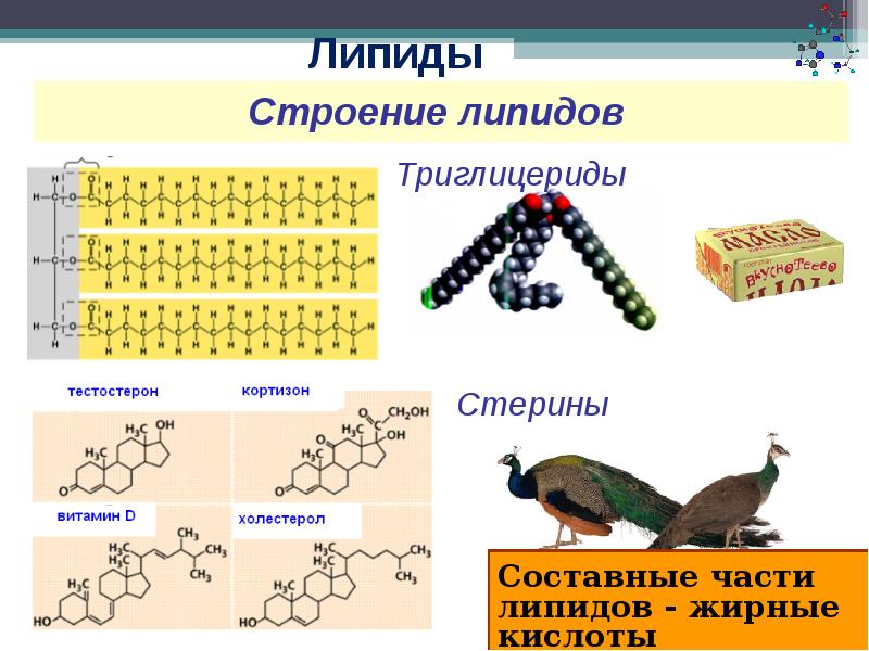 Органические вещества клетки презентация