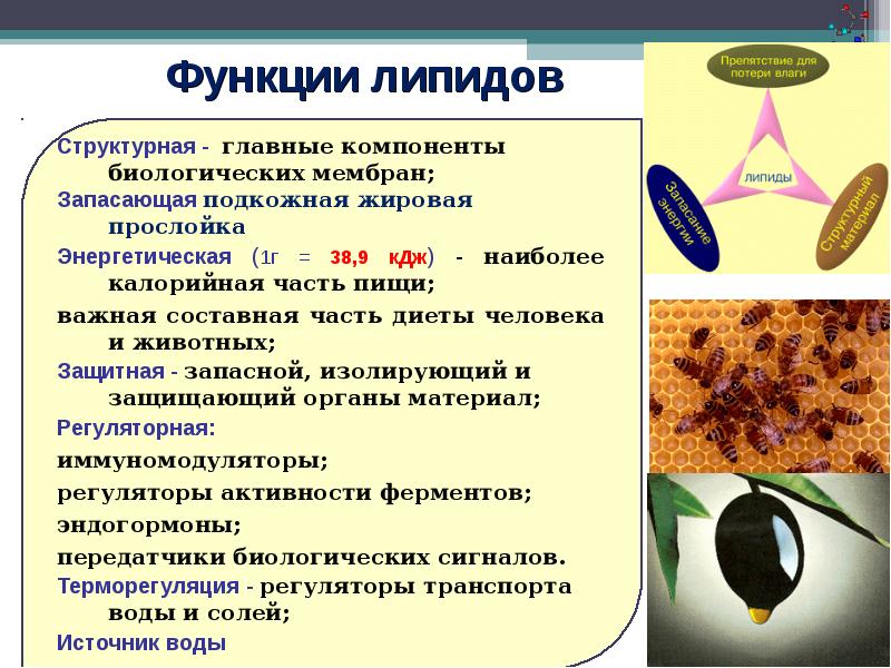 Органические вещества клетки углеводы липиды презентация 10 класс