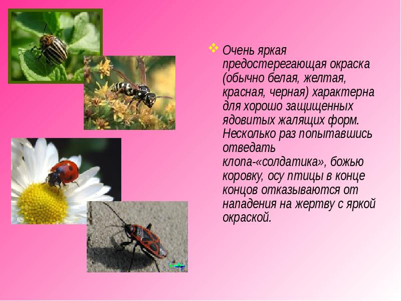 предостерегающая окраска. приспособление божьей коровки к среде обитания. божья коровка среда обитания наземно воздушная. предостерегающая окраска. приспособление божьей коровки.