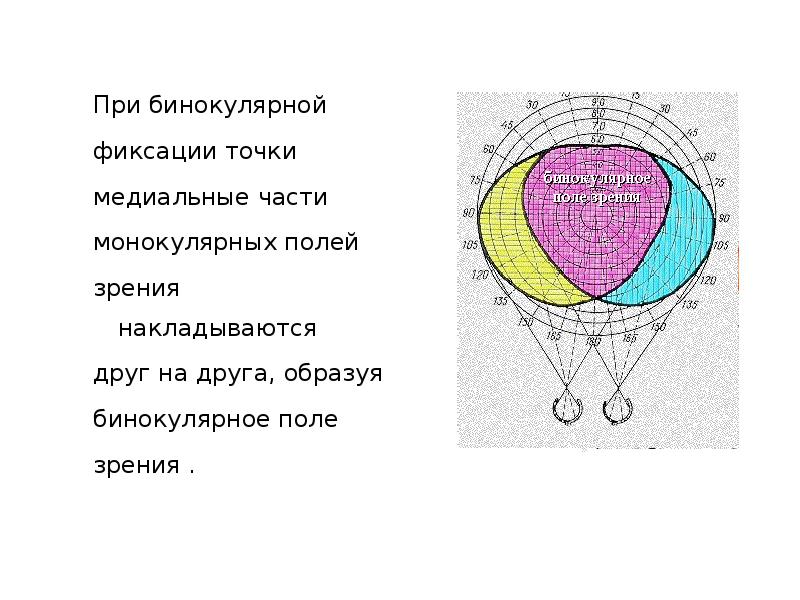 Прочитайте текст расположенный справа бинокулярное зрение