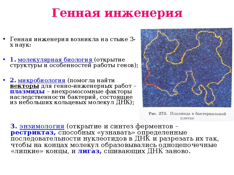 Рестриктазы и плазмиды