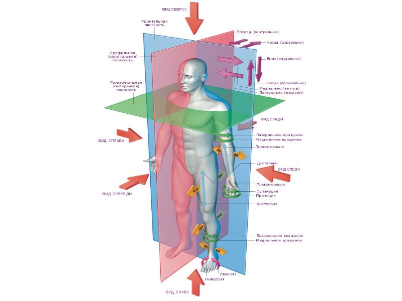 Плоскости тела человека анатомия рисунок