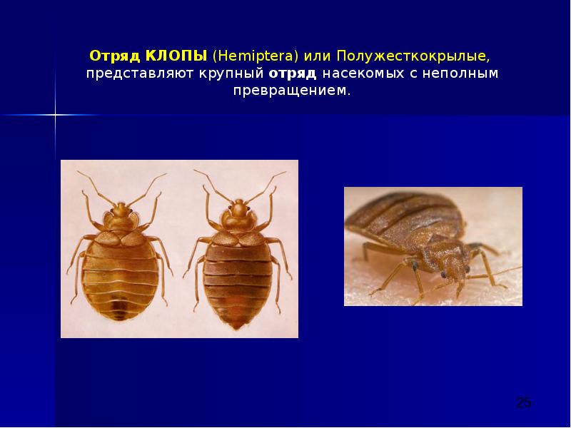 Постельный клоп полное или неполное превращение. Отряд клопы - Hemiptera. Отряд клопы или полужесткокрылые. Полужесткокрылые Тип личинок.