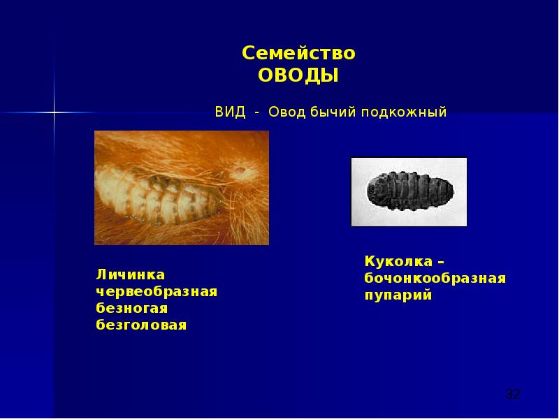 бычий овод (hypoderma bovis). овод куколка. подкожный овод рогатого скота. семейство слепни (tabanidae). овод куколка.