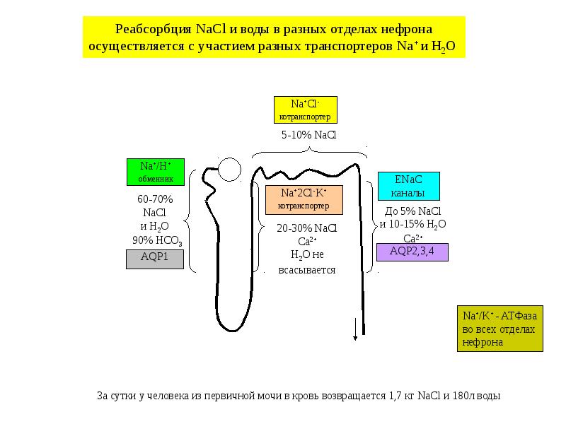 В регуляции водно солевого баланса участвует. Реабсорбция воды. Реабсорбция воды в сутки. Na k 2cl котранспортер. Водно солевой обмен.