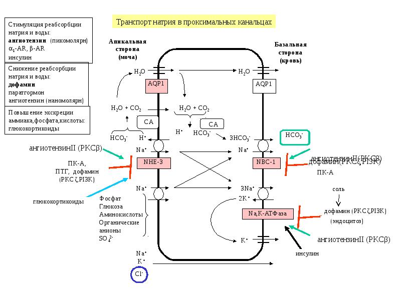 Схема регуляции водно солевого баланса