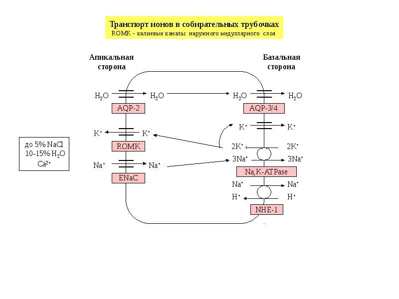 Транспорт ионов. Схема водно солевого обмена биохимия. Контур регуляции водно-солевого баланса. Контур регуляции водно-солевого баланса с помощью альдостерона. Регуляция водно-солевого баланса с помощью гормона альдостерона.