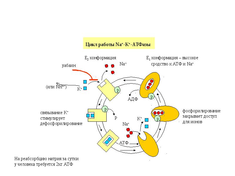 Атфаза. Na k АТФ фаза. Схема регуляции водно-солевого обмена биохимия. Na+, k+ - АТФАЗА. Цикл АТФ-АДФ.