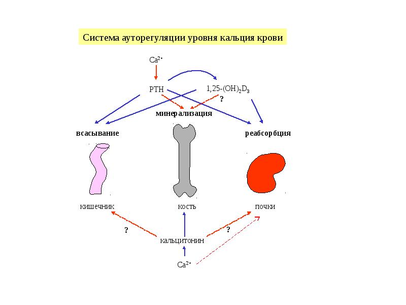 На рисунке изображена схема объясняющая механизм поддержания концентрации кальция в организме ответ