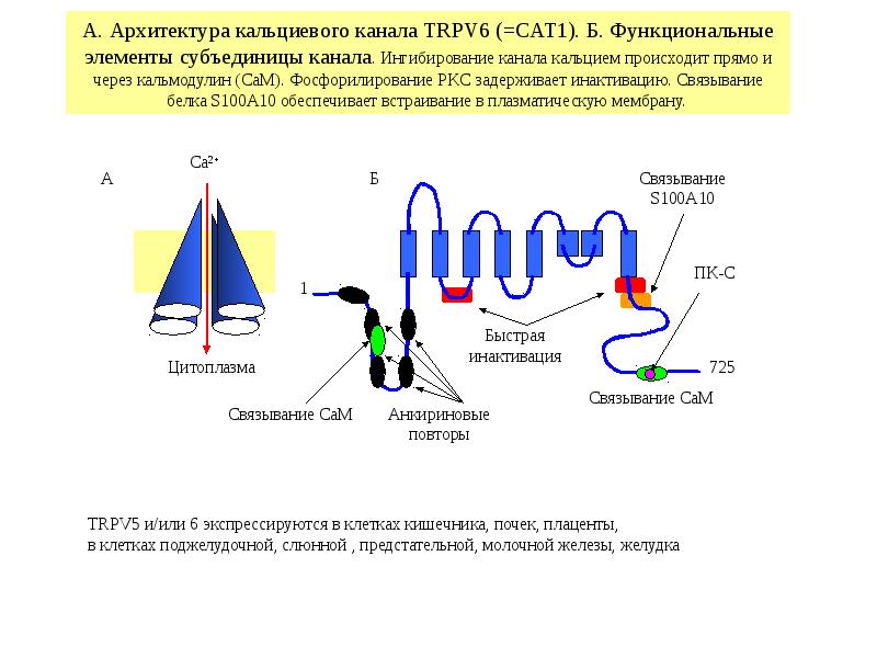 Кальциевый. Кальциевые каналы схема. Кальциевые каналы строение. Блокаторы кальциевых каналов механизм действия. Работа кальциевых каналов.